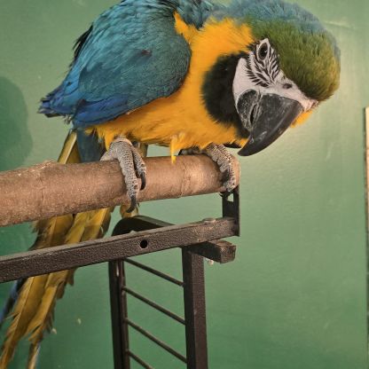 Ara ararauna eam mâle #2