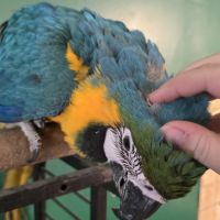 Ara ararauna eam mâle