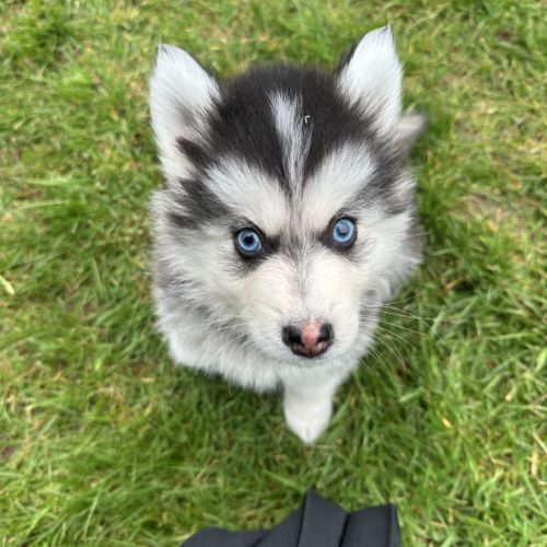 Pomsky mini #1