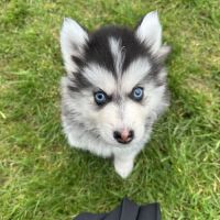 Pomsky mini #1