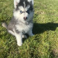 Pomsky mini