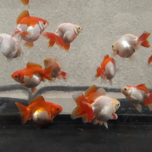 Poisson rouge asiatique fantail