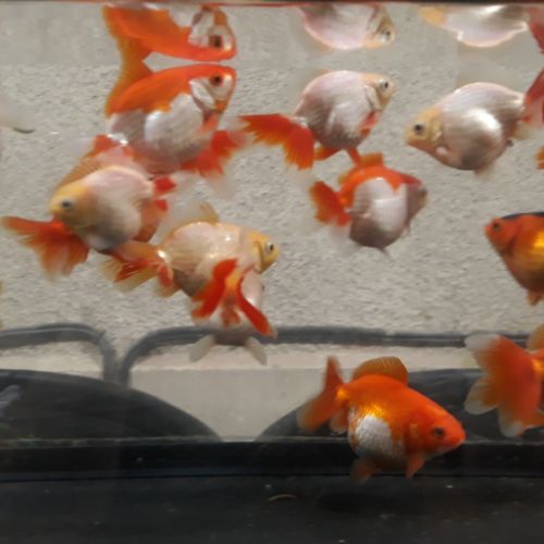 Poisson rouge asiatique fantail #2