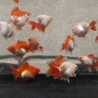 Poisson rouge asiatique fantail #0