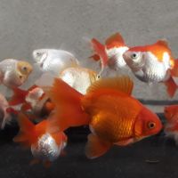 Poisson rouge asiatique fantail #3