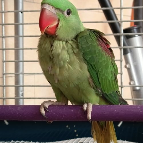 Perruche grand alexandre #2