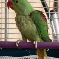 Perruche grand alexandre