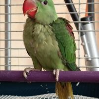 Perruche grand alexandre #3