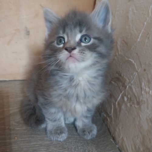 Chatons maine coon #2