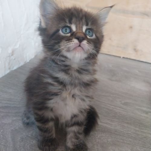 Chatons maine coon #3