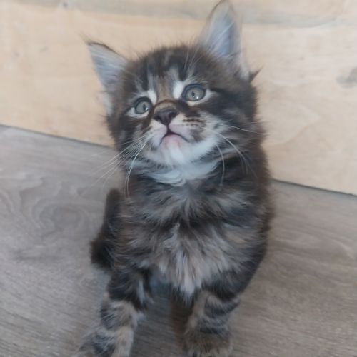Chatons maine coon #5
