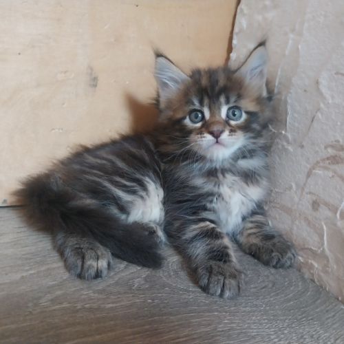 Chatons maine coon #6