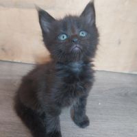 Chatons maine coon #0