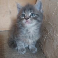 Chatons maine coon #2