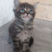 Chatons maine coon #3