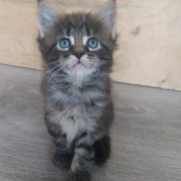 Chatons maine coon #4