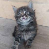 Chatons maine coon #5