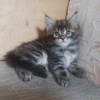 Chatons maine coon #6