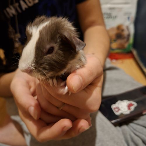 Bébé cochon d inde