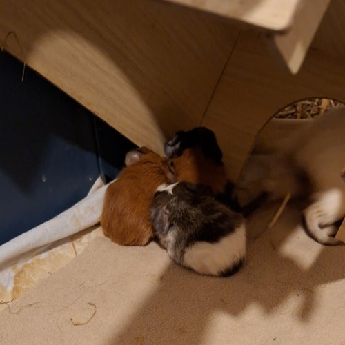 Bébé cochon d inde #2