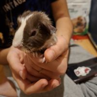 Bébé cochon d inde