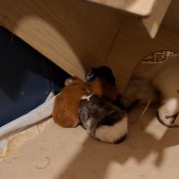 Bébé cochon d inde #2