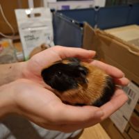 Bébé cochon d inde #3