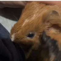 Bébé cochon d inde #4