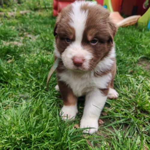 Chiots lof berger australien parents testés #1