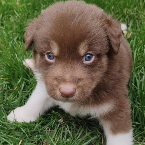 Chiots lof berger australien parents testés #0