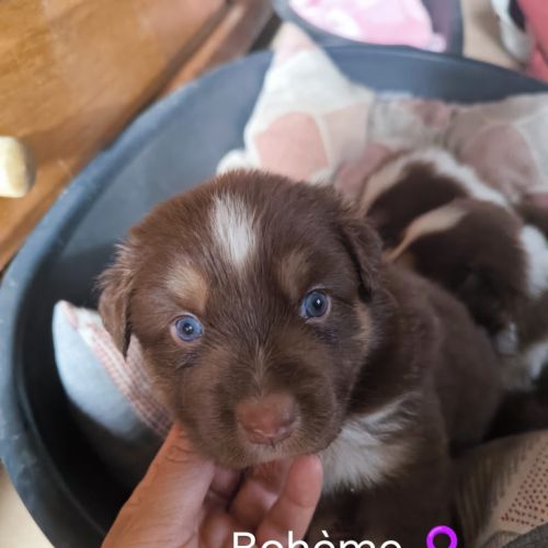 Chiots lof berger australien parents testés #3