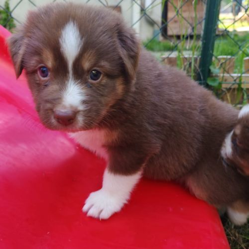 Chiots lof berger australien parents testés #4