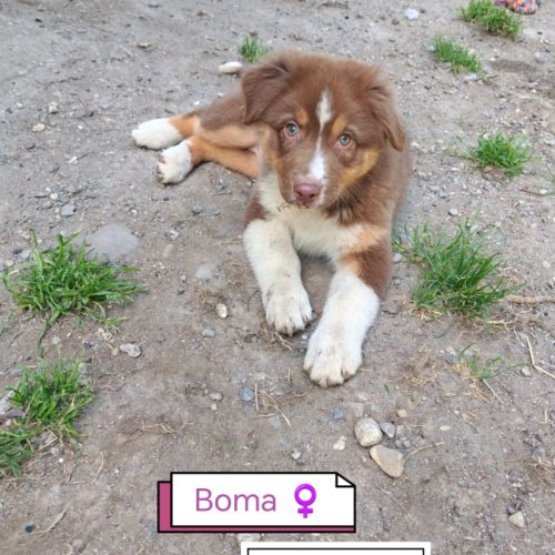 Chiots lof berger australien parents testés