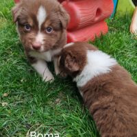 Chiots lof berger australien parents testés #5