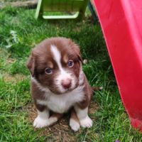 Chiots lof berger australien parents testés #6