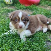 Chiots lof berger australien parents testés #7