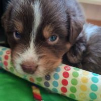 Chiots lof berger australien parents testés #8