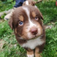 Chiots lof berger australien parents testés #9