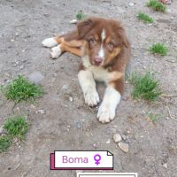 Chiots lof berger australien parents testés