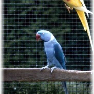 Recherche grand alexandre bleu