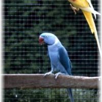 Recherche grand alexandre bleu