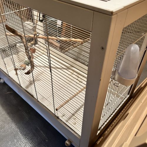 Un couple de calopsites avec 5 bébés #3