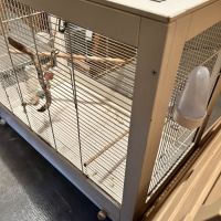 Un couple de calopsites avec 5 bébés #3