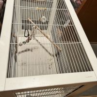 Un couple de calopsites avec 5 bébés #4