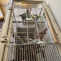 Un couple de calopsites avec 5 bébés
