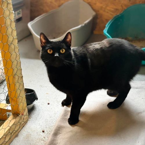 Spartacus - adoption en cours #4