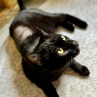 Spartacus- panthère noire au grand coeur #4