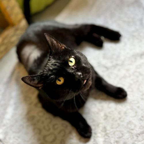 Panthère noire au grand coeur - spartacus #1