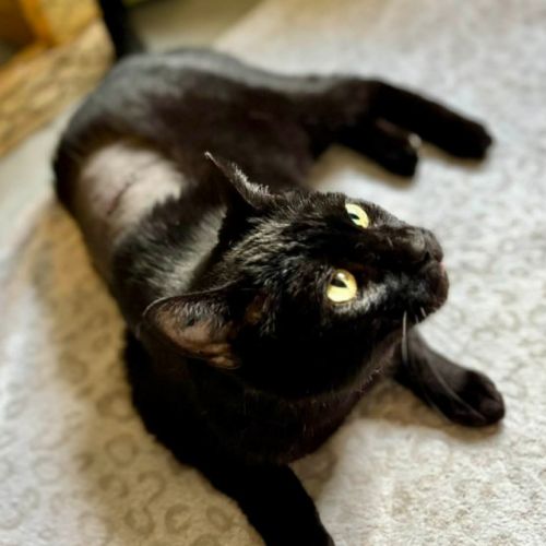 Panthère noire au grand coeur - spartacus #4