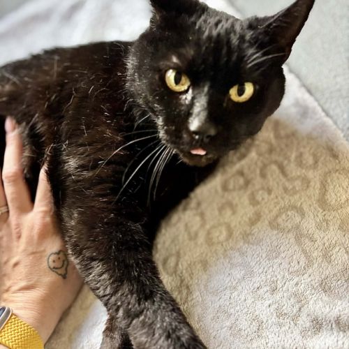 Panthère noire au grand coeur - spartacus #5